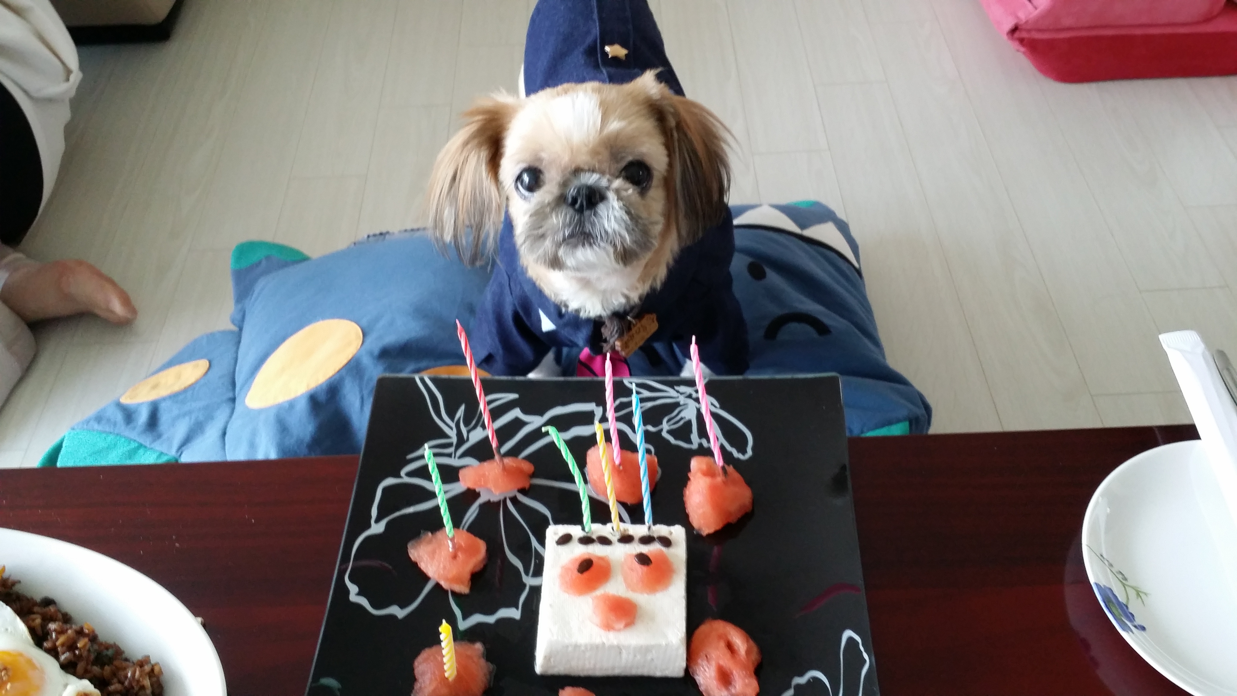 호동이의 8번째 생일을 축하해 주세요