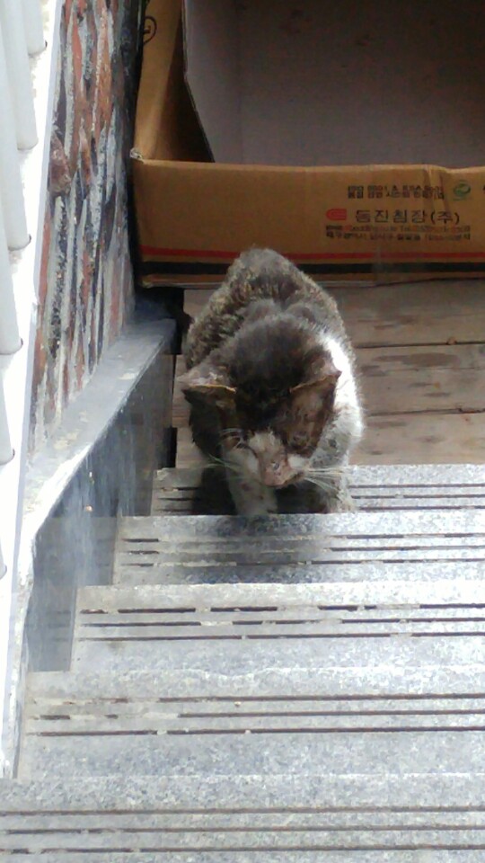 아픈고양이가 찾아왔어어요ㅜ 어떻게하죠?