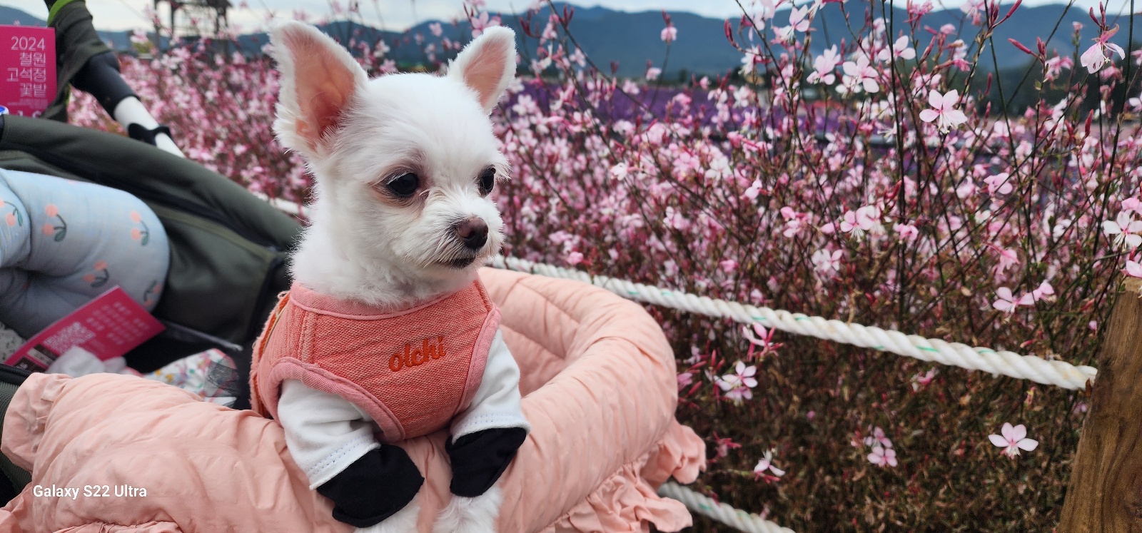 아산구조견 엄지 3년후기입니다(평택치와와 초롱이도요~)