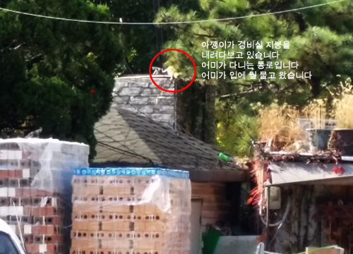 며칠전부터 아기고양이가 동네 문주 위에 올라가 있는데요