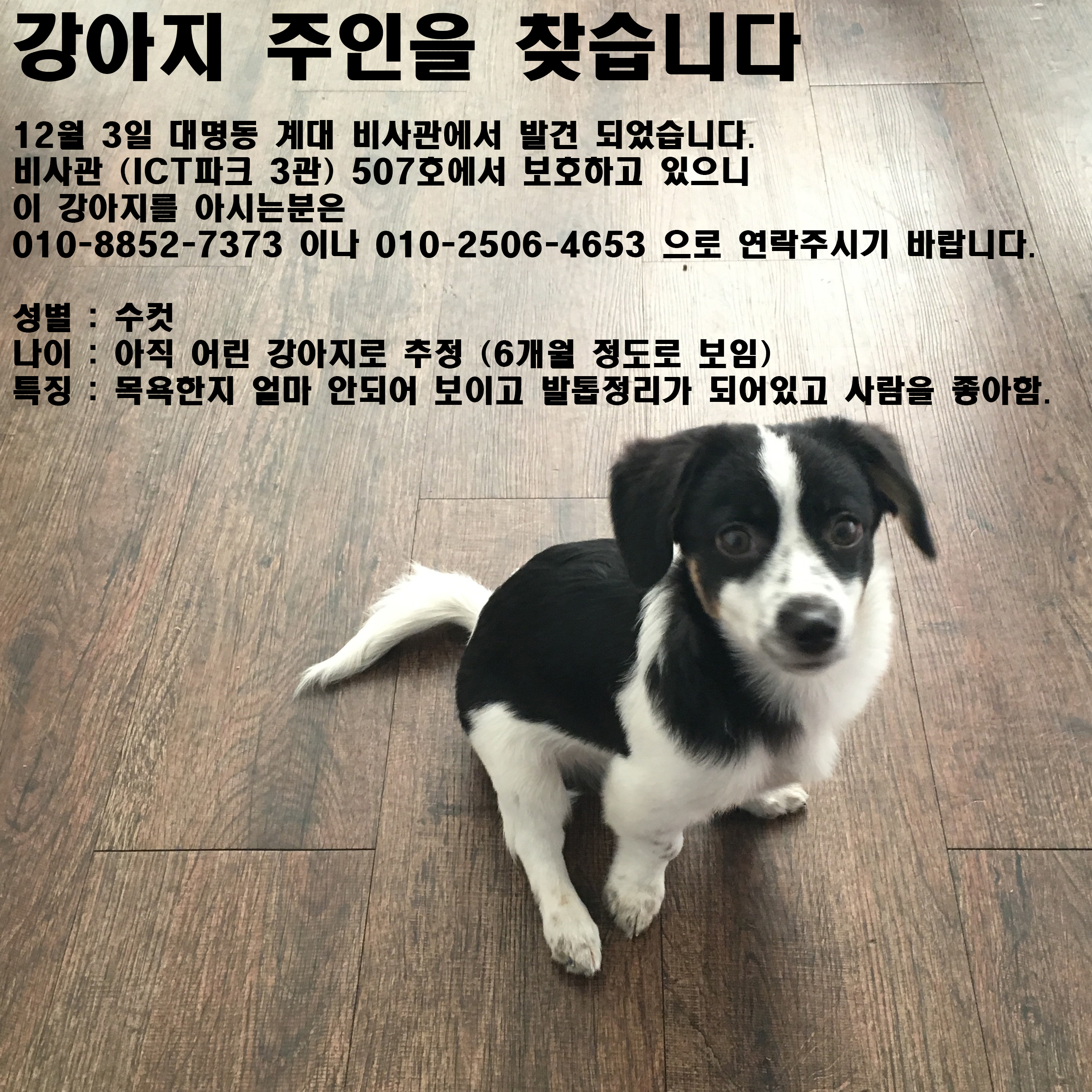 아기 강아지의 주인을 찾고 있습니다.