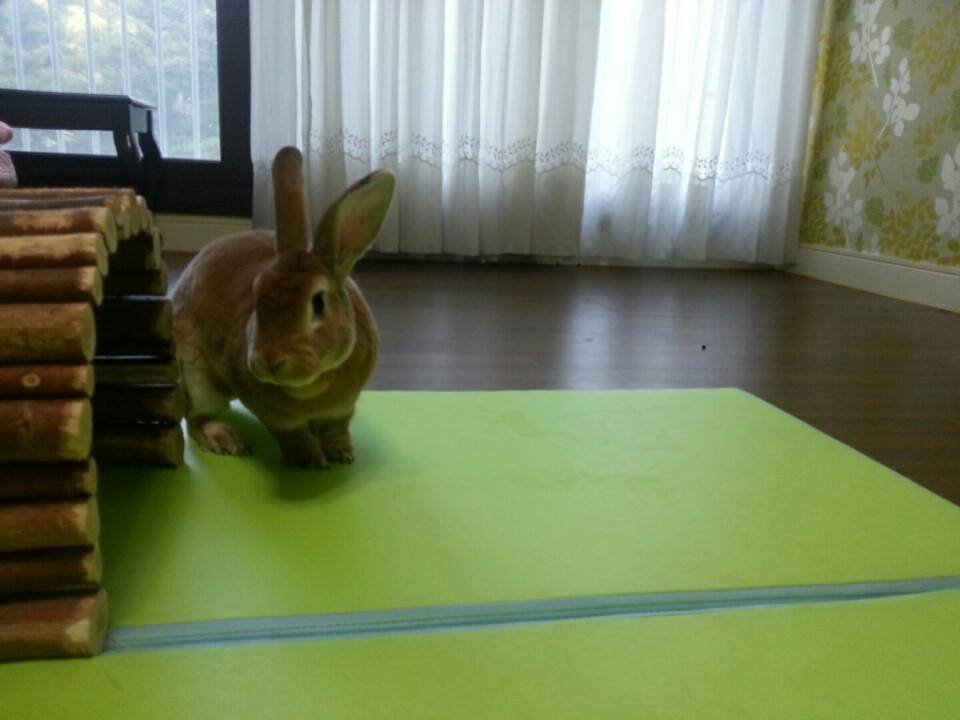 [토끼입양] 천안동물보호소에서 구조한 렉스아이의 가족이 되어주세요!~