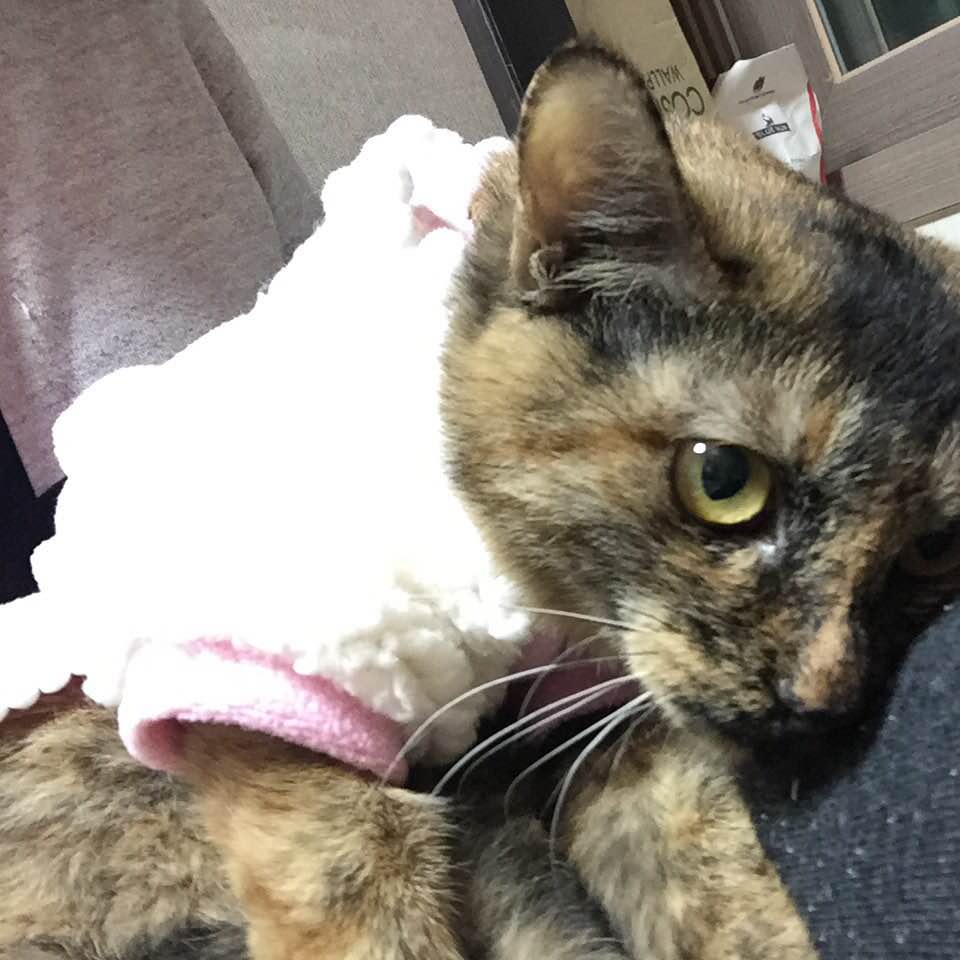 길고양이 구조후 