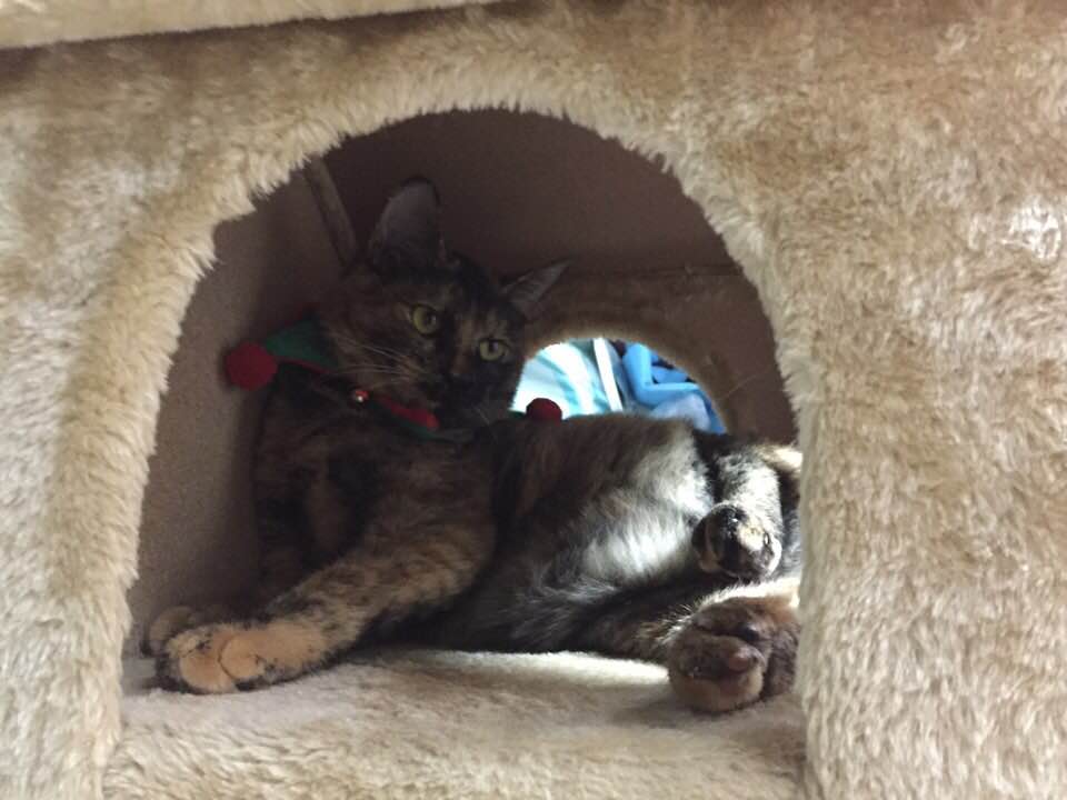 길고양이 구조후 