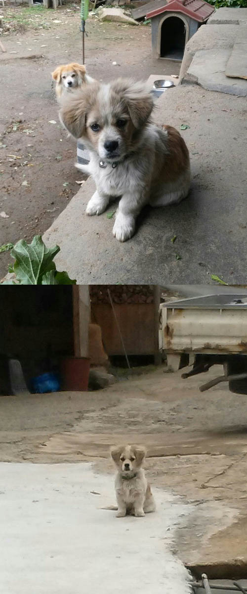 입양의뢰 부탁드립니다