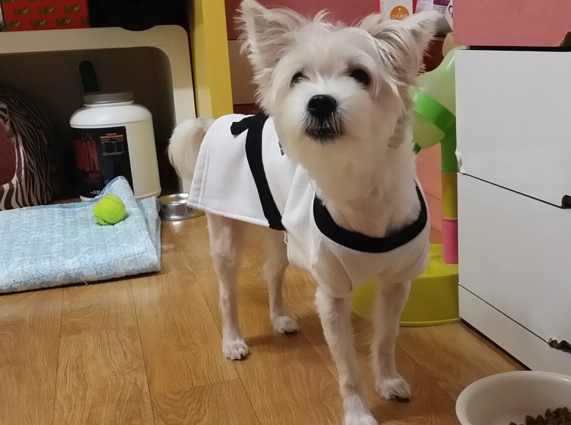 강아지를 임시보호 하고 있습니다.