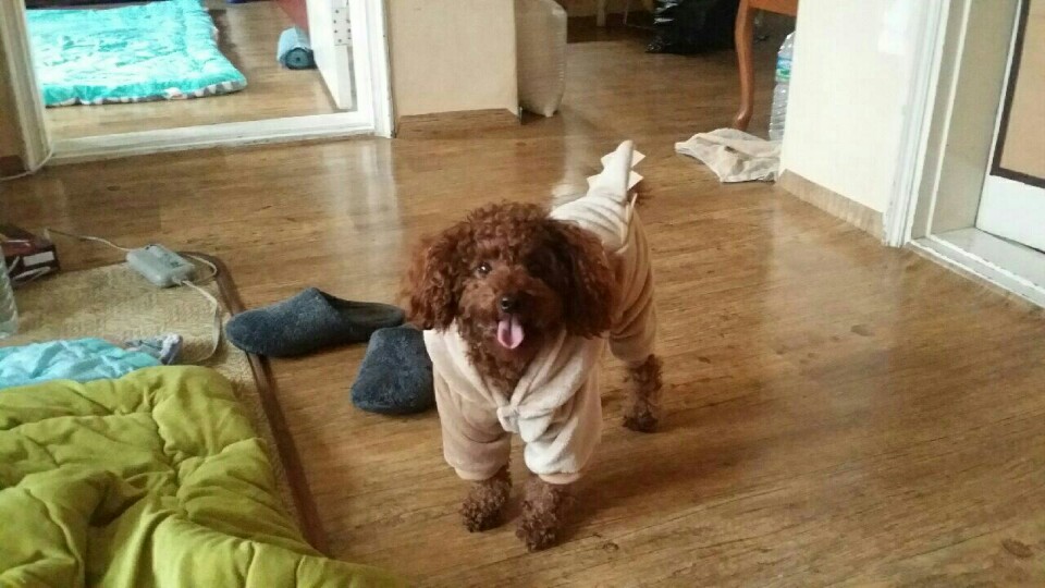 [강아지 찾아요]상도역 근처 강아지 찾습니다._나무 찾았습니다!