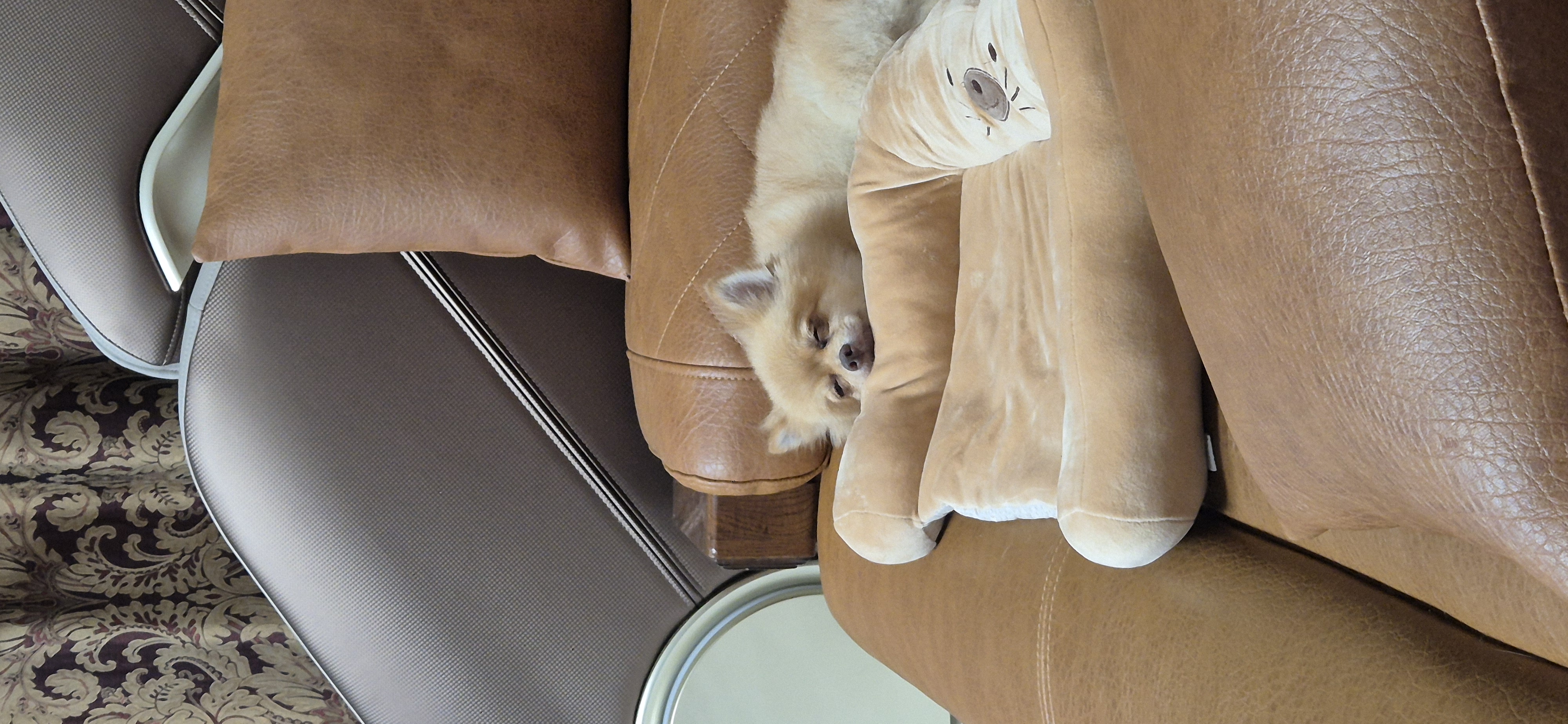 애니 (여우) 입양 한 달 후기