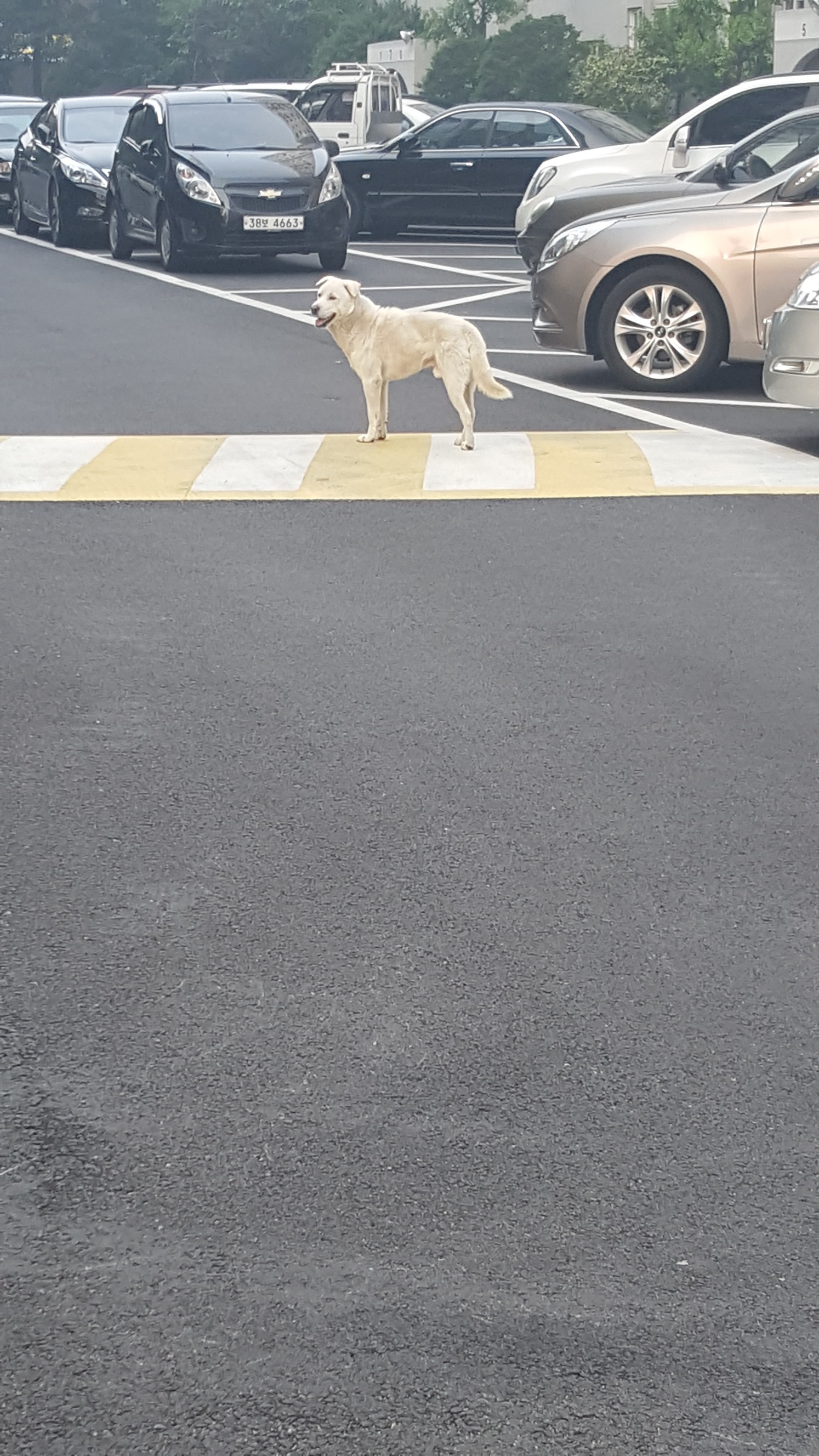 백구를 도와 주세요.