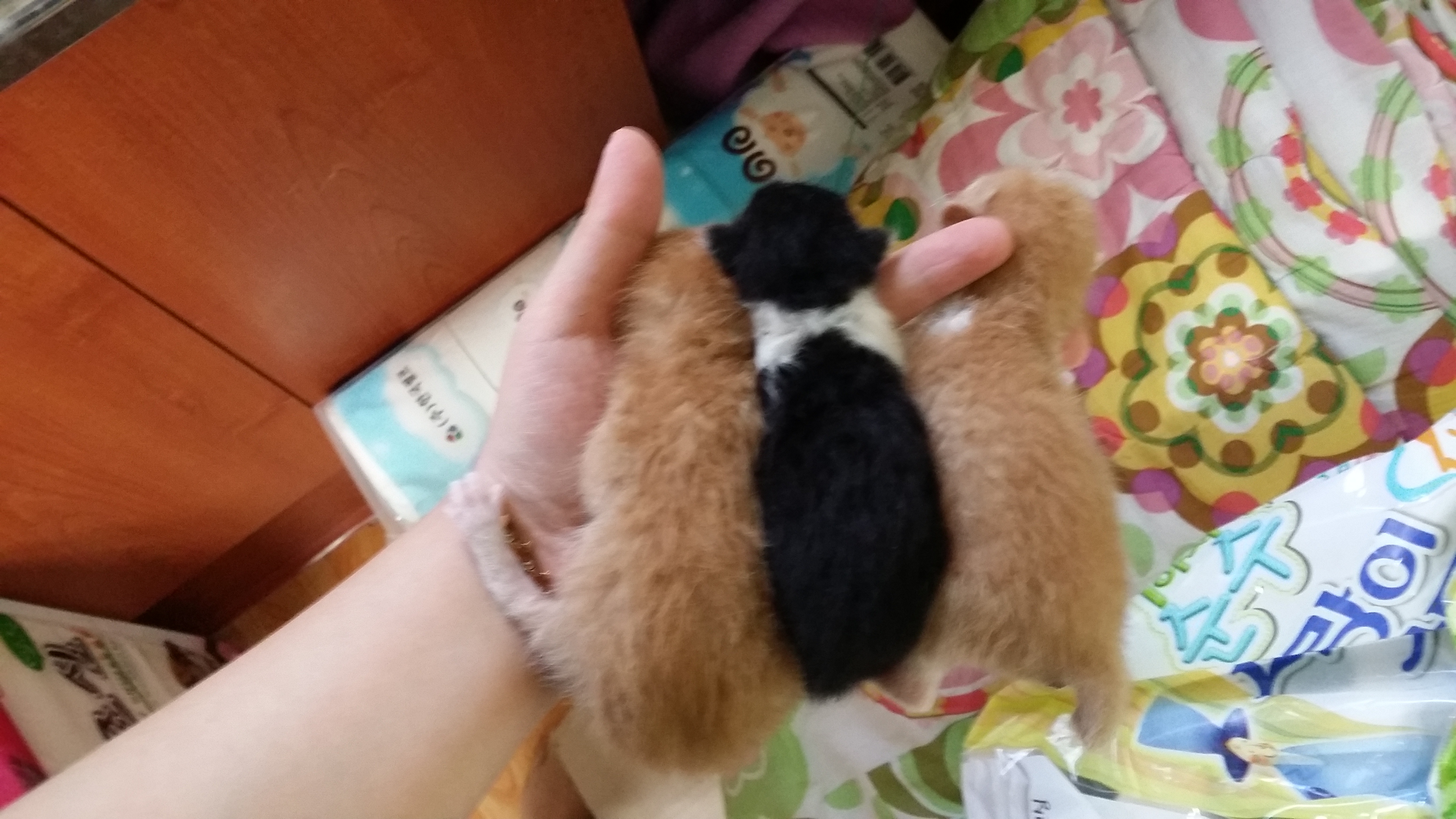 아가들 입양