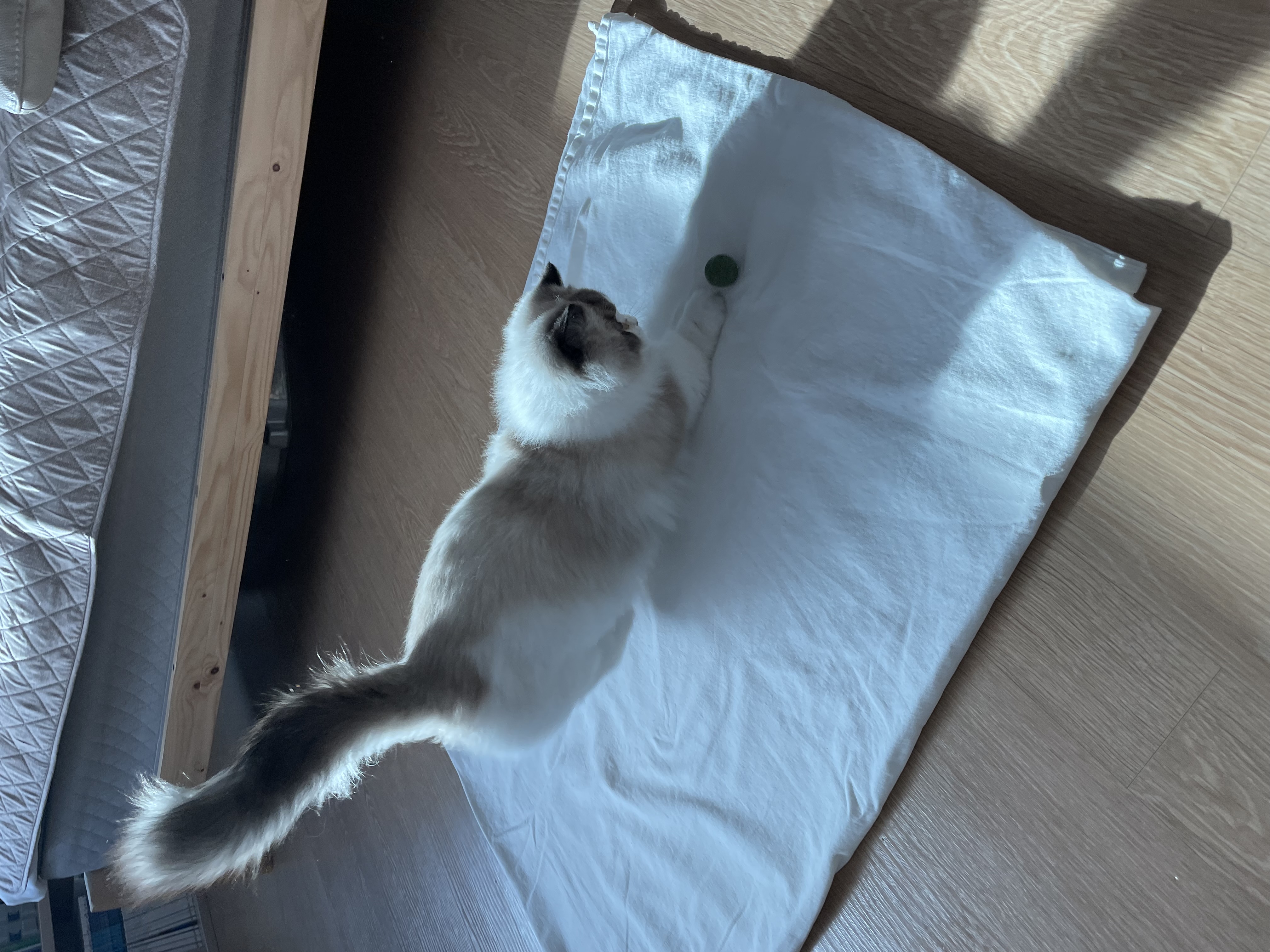 춘식(마루미)이 입양 일주일