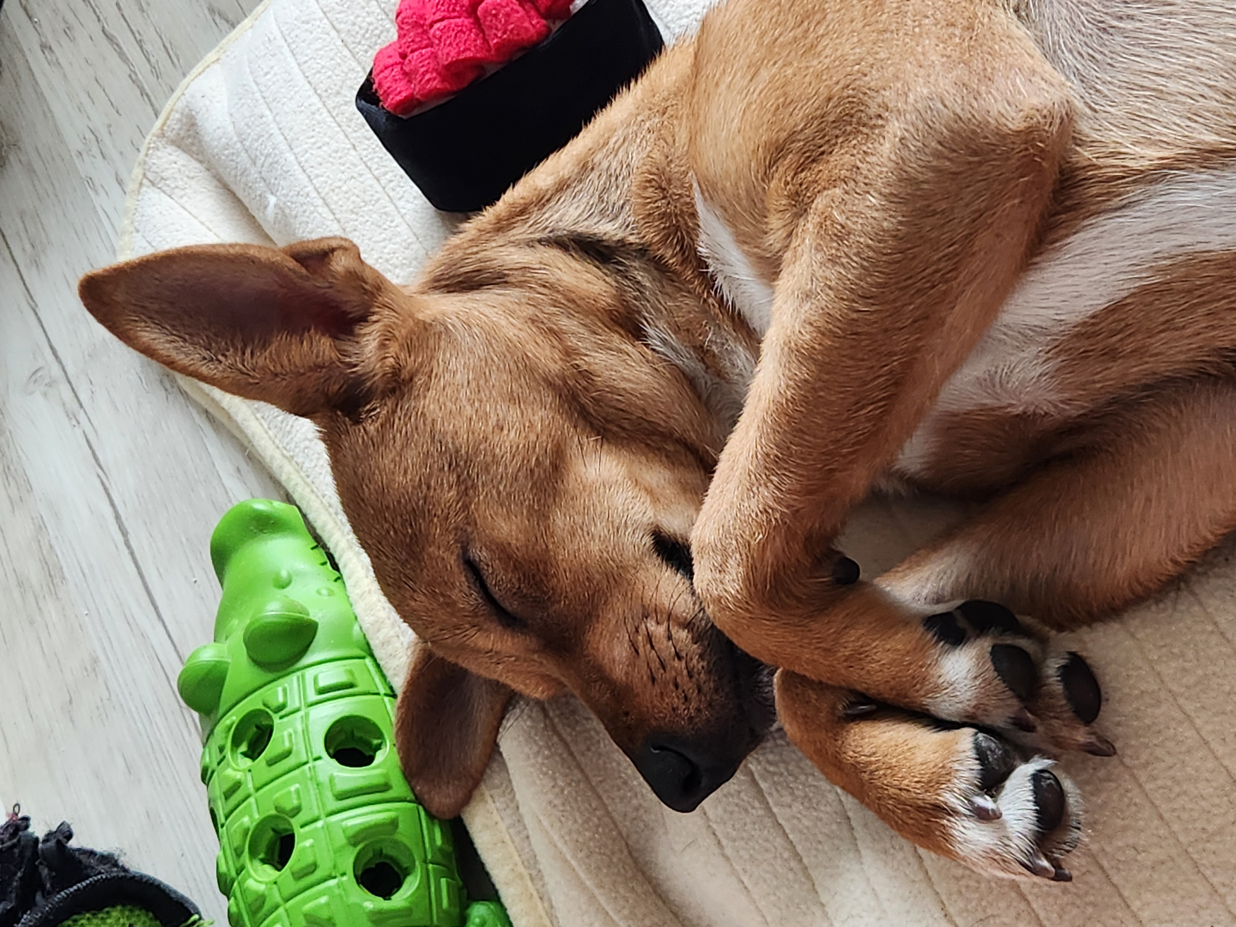 수온(구.다다) 입양 3개월, 생후 5개월 모습