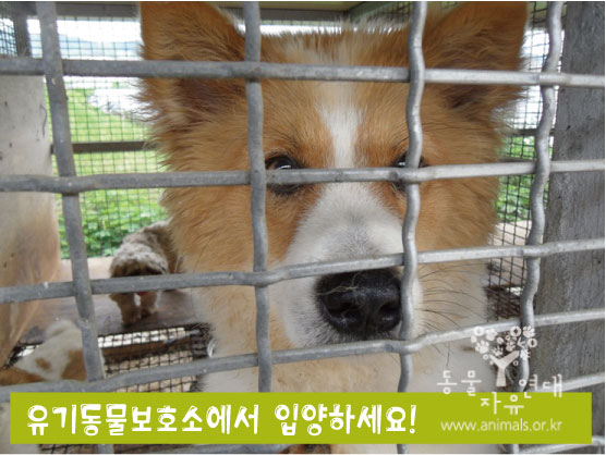 유기동물 보호소에서 입양하세요~!