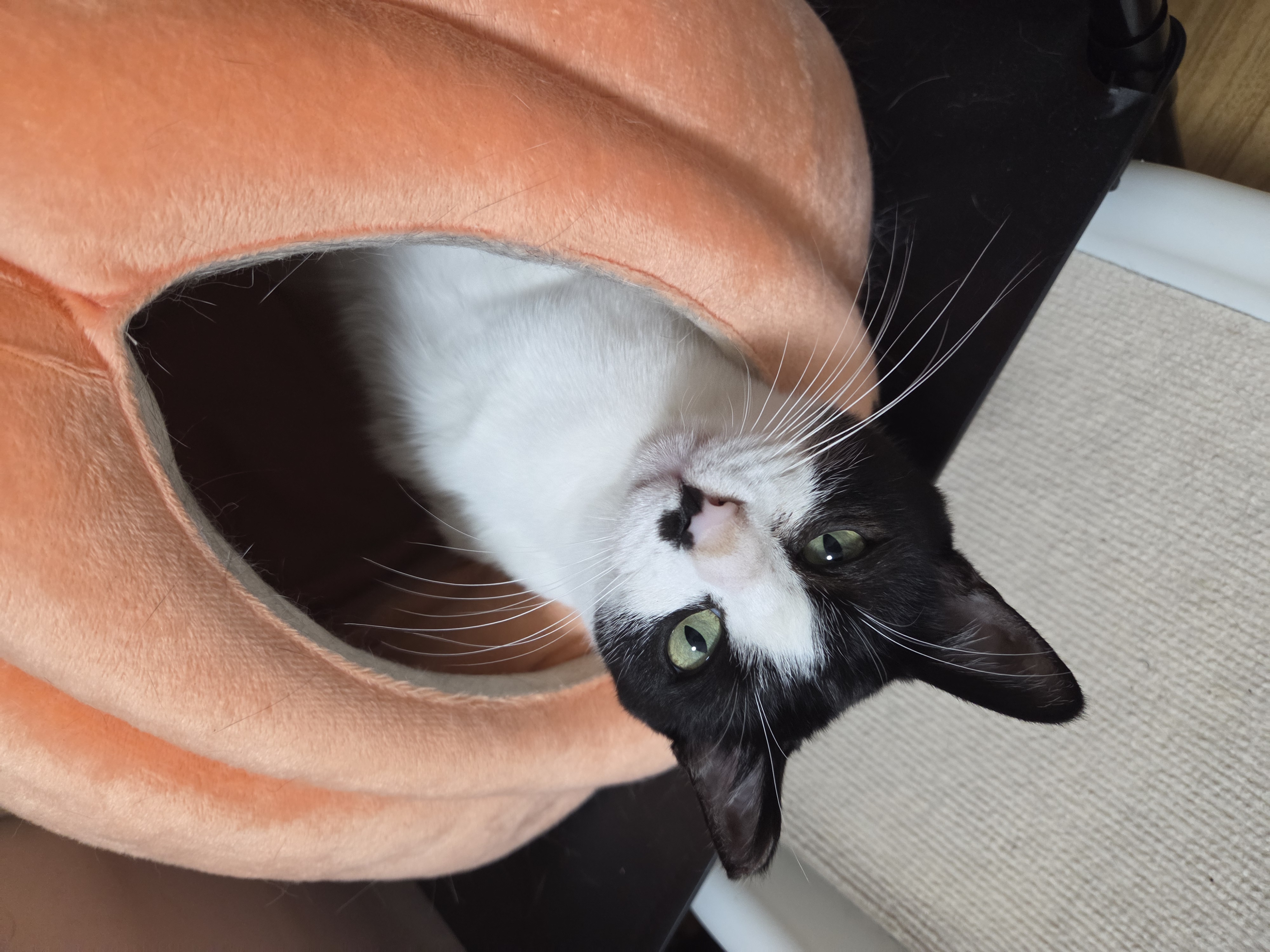 바담이 1년 후기