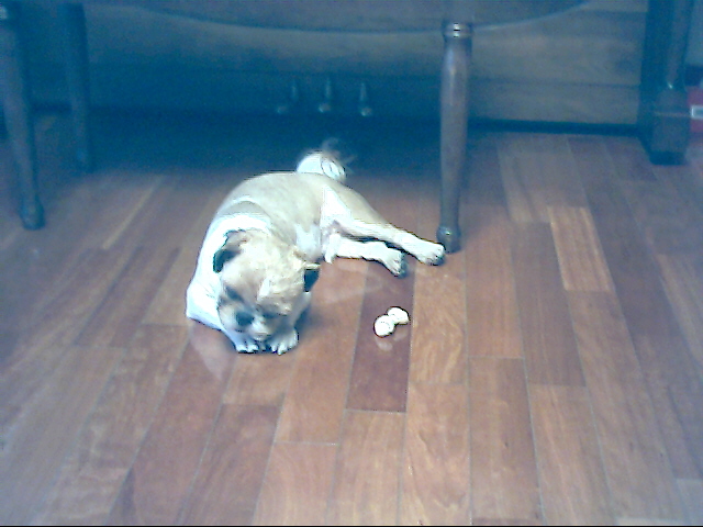 오늘 동건이를 입양 하였습니다.