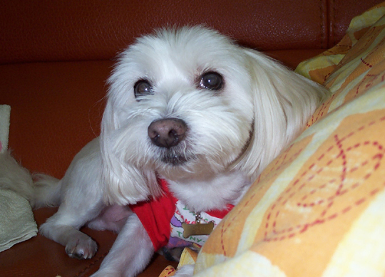 껌 씹는데 아는 척하자 무지하게 싫어하는 얄리