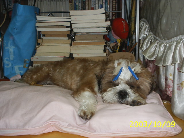 밤톨이 임시보호중..