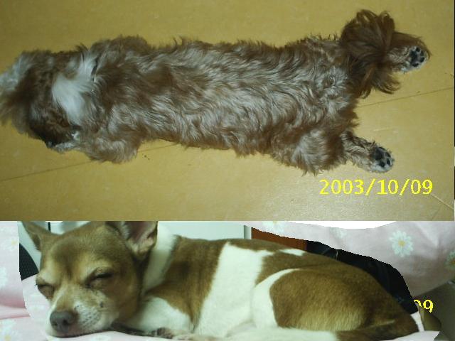 밤톨군 엎드려 자기 포즈.