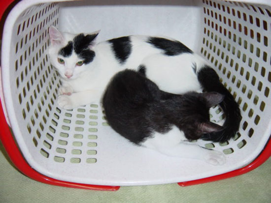 빨래바구니안에서