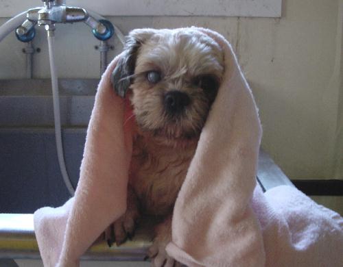 만두가 임시입양 가요~