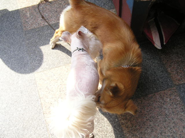 여우? 강북이???