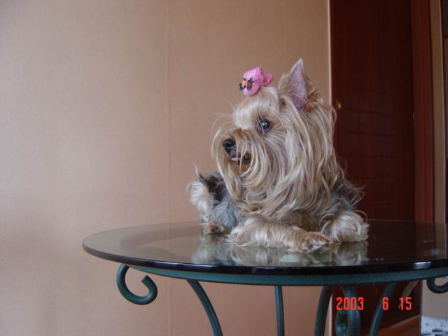 초롱이가 제 곁을 떠났어요..