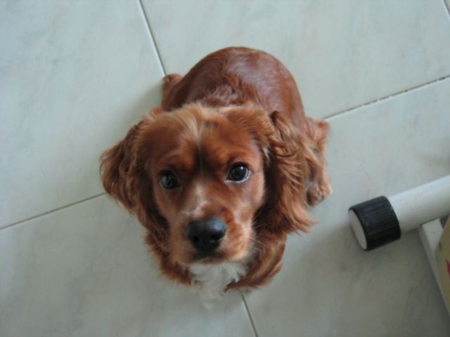 누리(섣달이) 사진입니다. ^^