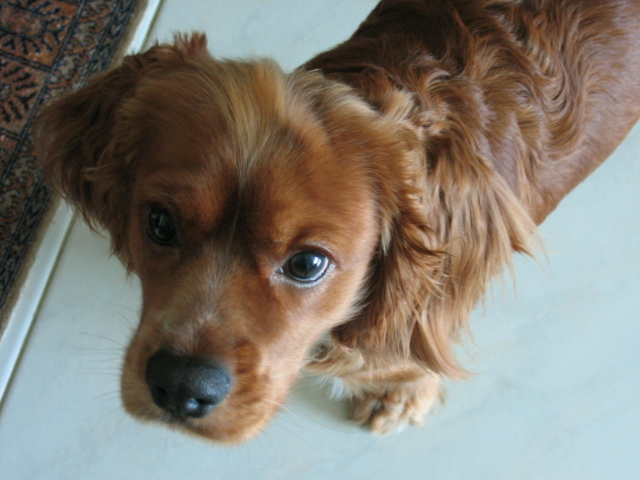 누리(섣달이) 사진입니다. ^^