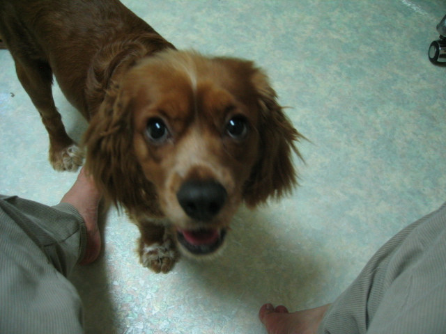 누리(섣달이)사진 또 올려요 ^^