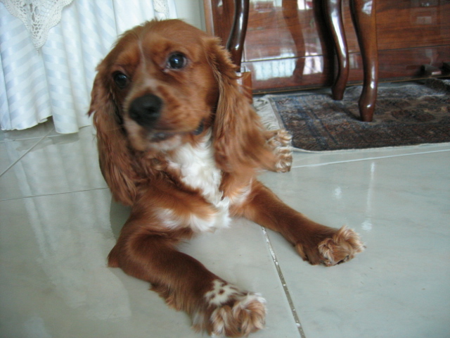 누리(섣달이)사진 또 올려요 ^^