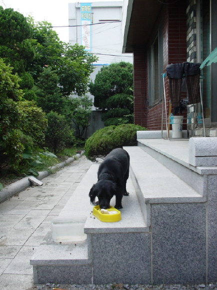 깜보..입양하고 나서..