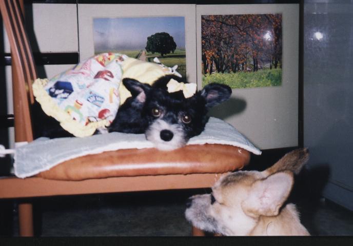 차돌이는 예뻤다.