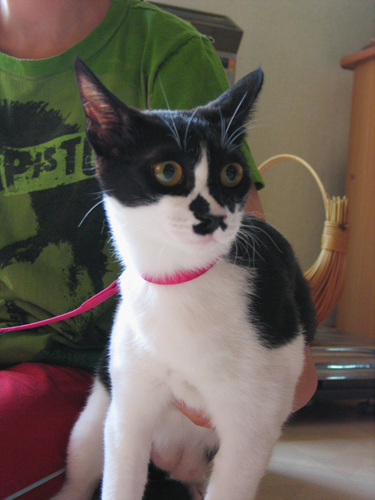 난이의 첫번째 산책