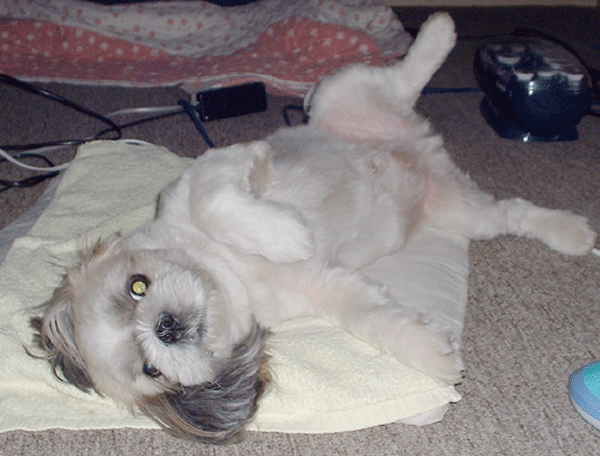 낙랑이의 요즘 근황