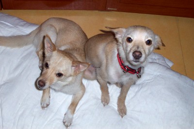 오랫만에 미루와드리, 그리고 임시보호중인 씨루사진입니다.