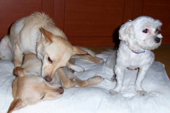 오랫만에 미루와드리, 그리고 임시보호중인 씨루사진입니다.