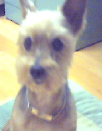 쭈니가 우리집에 온지 1년 되는 날입니다.