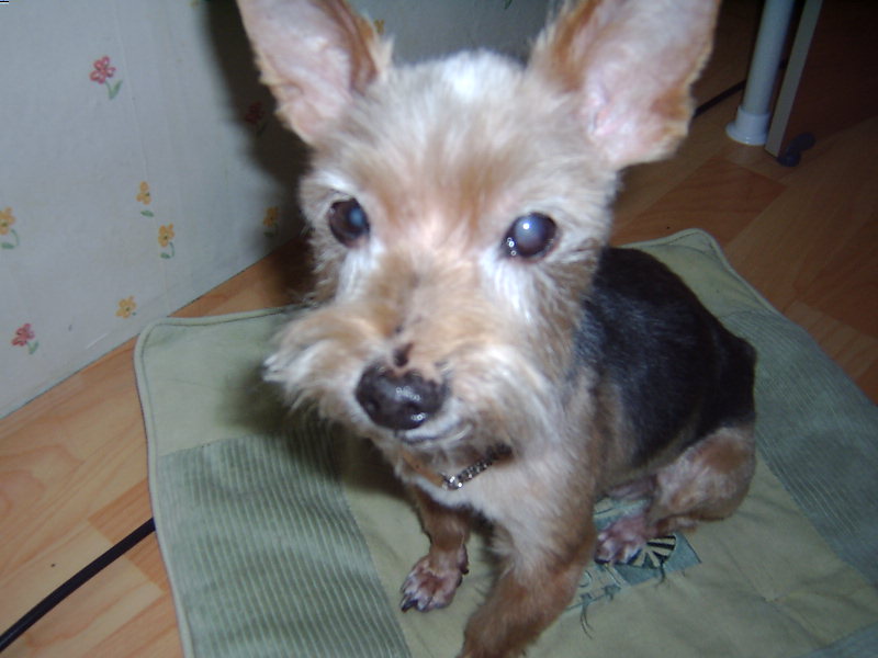 쭈니가 우리집에 온지 1년 되는 날입니다.