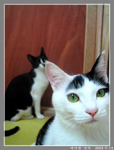 마야와 난이와 뚜뚜