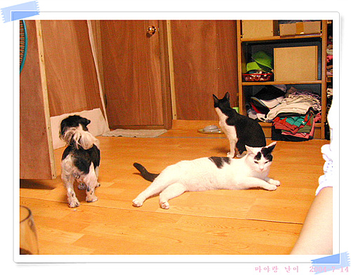 마야와 난이와 뚜뚜