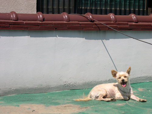 바람이의 또다른 사진 올립니다.