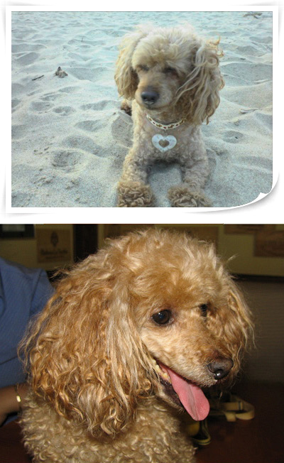 수수 기억하는분 계시나요?