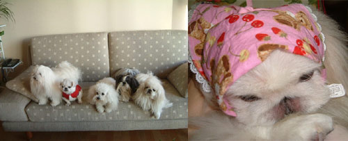 페페네 집에서 온 소식입니다.^^