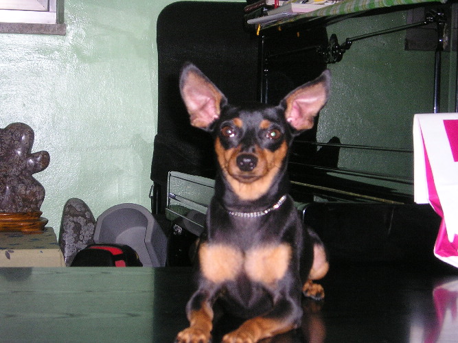 조이 두번째 생일 기념사진