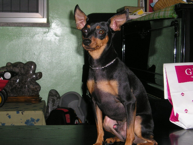 조이 두번째 생일 기념사진 2