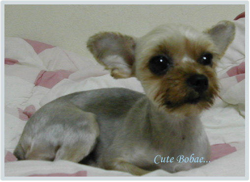 정말 보배.. 오랜만이죠?