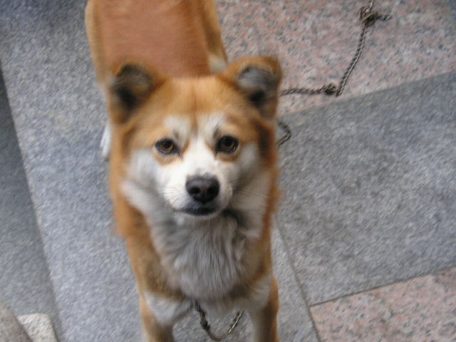 짱가 차돌 이쁜척하는 모습?