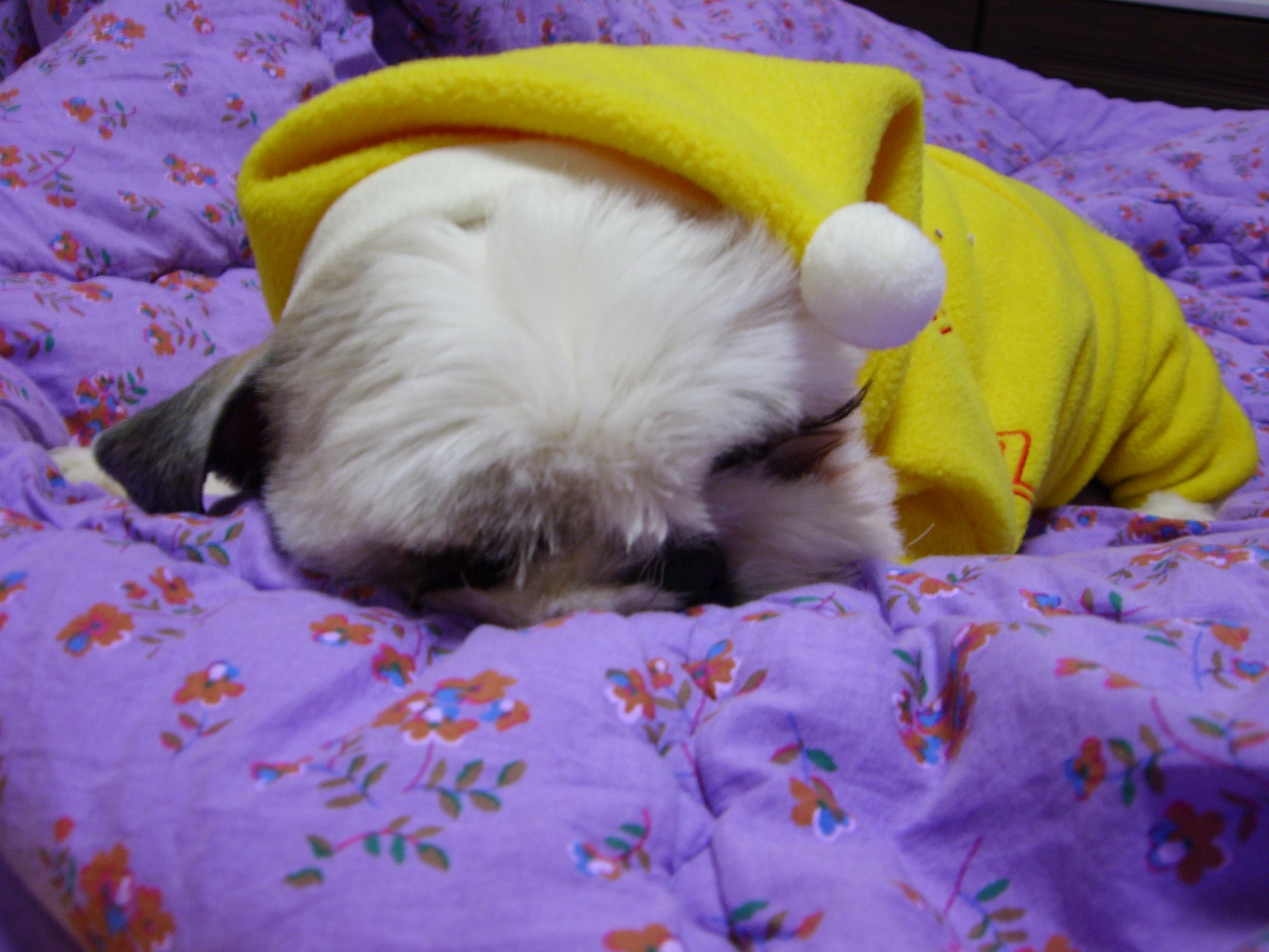 짱가의 장난감은?