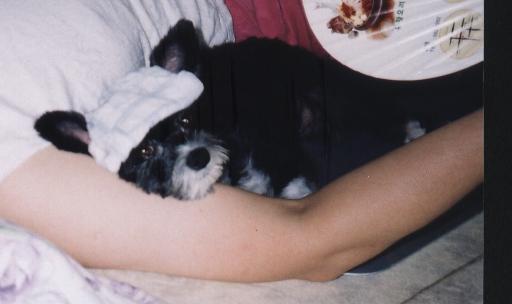 차돌이 여름을 이기는법....