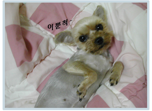 보배 어디로 산책 가나요?